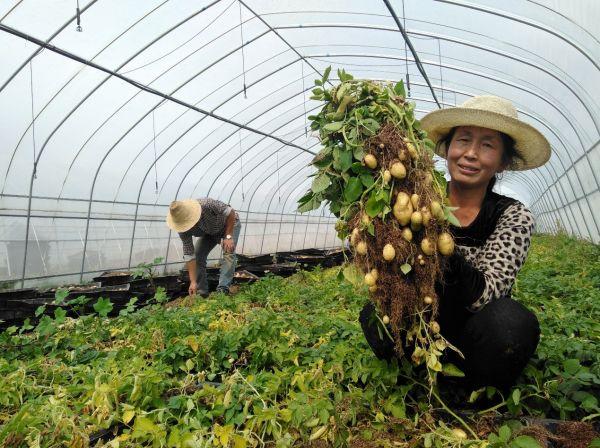 微型薯成为张北人民增收致富的“金豆豆” 德胜村委供图