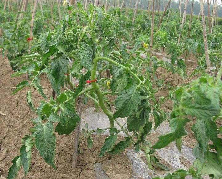 西红柿种植技术管理：如何施肥？什么时间施肥？施多少肥？