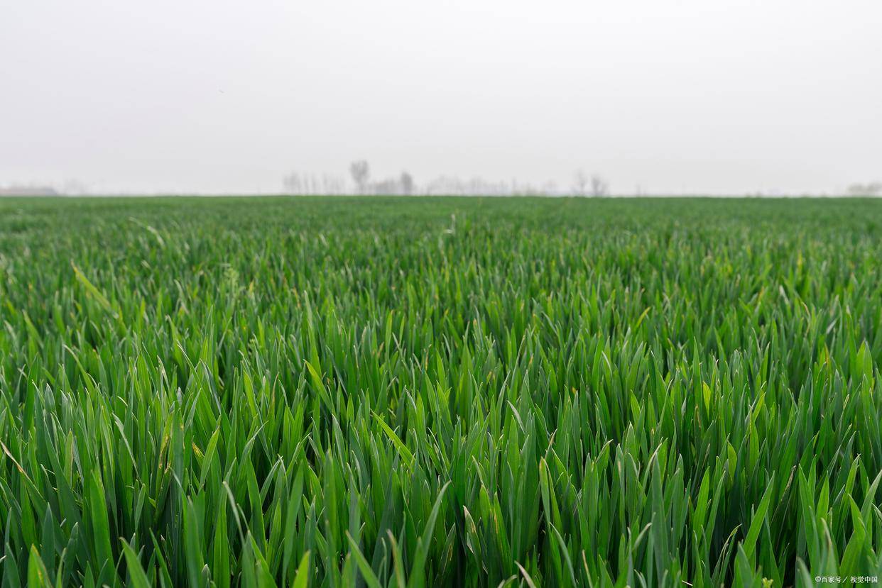 小麦一生需水量与科学灌溉